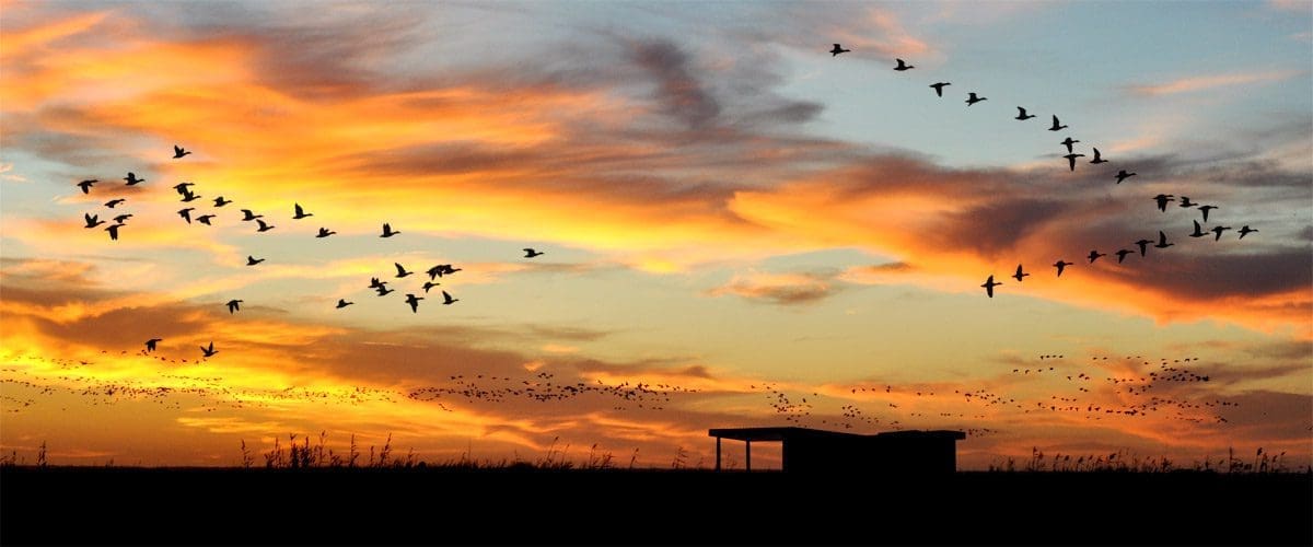 home-ducks-unlimited-canada