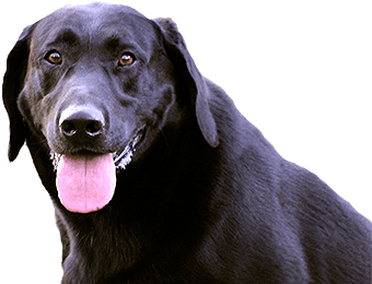 Home - Ducks Unlimited Canada