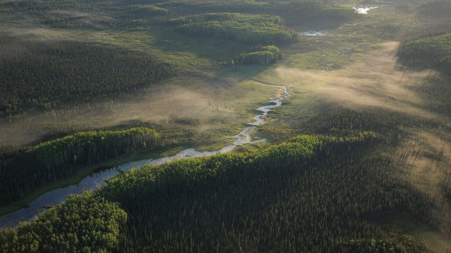 Aerial view of Boreal Forest