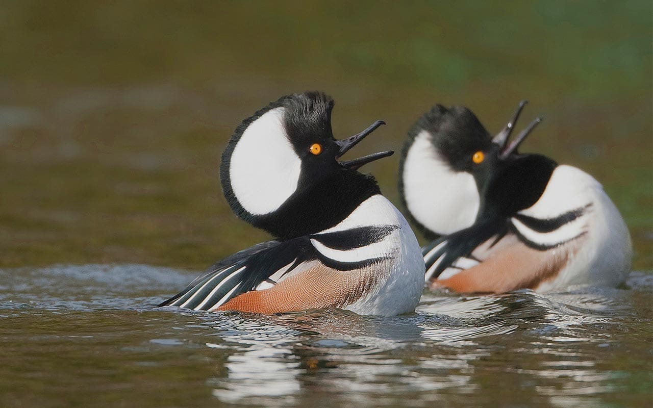 Waterfowl — Ducks Unlimited Canada