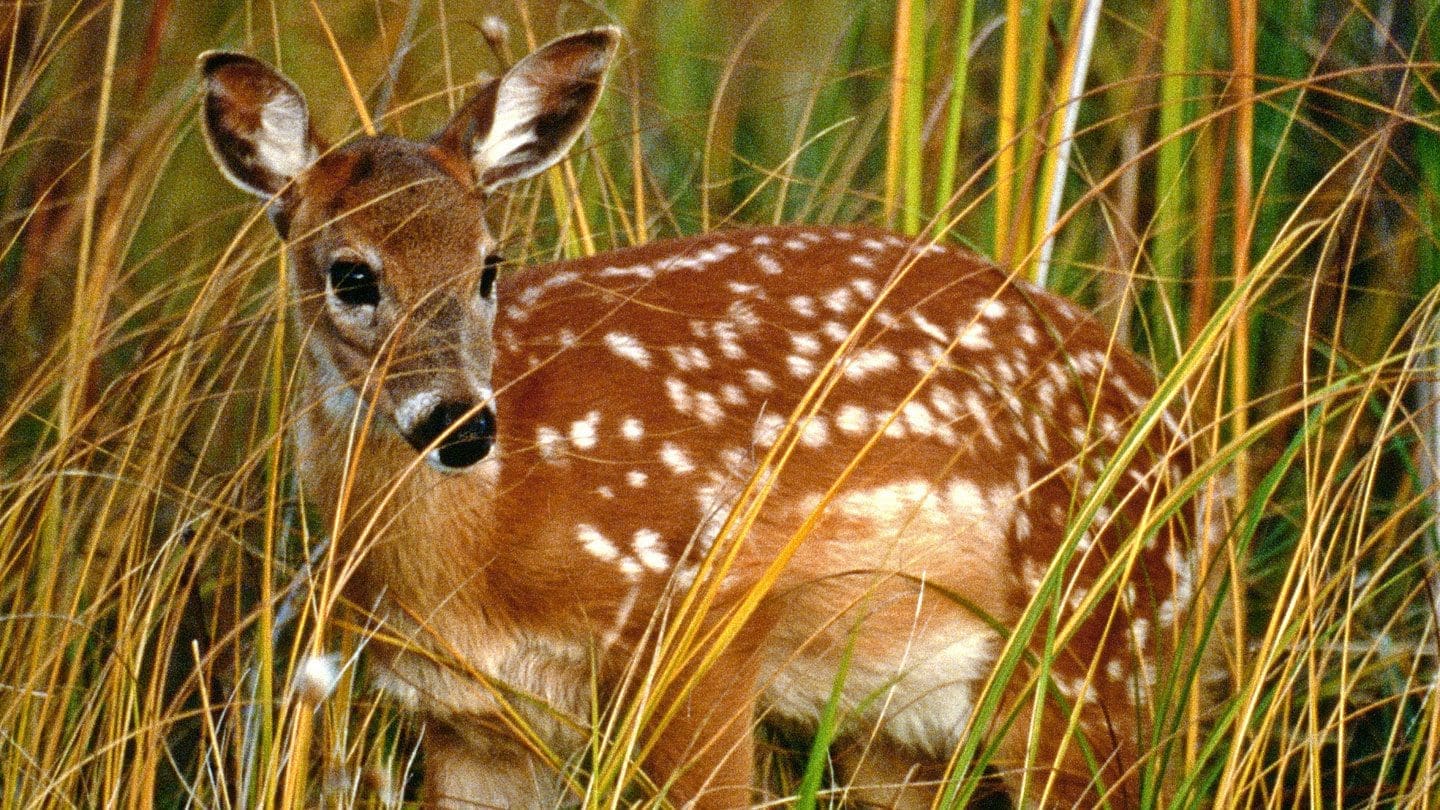 wildlife images reverse search wildlife images reverse search