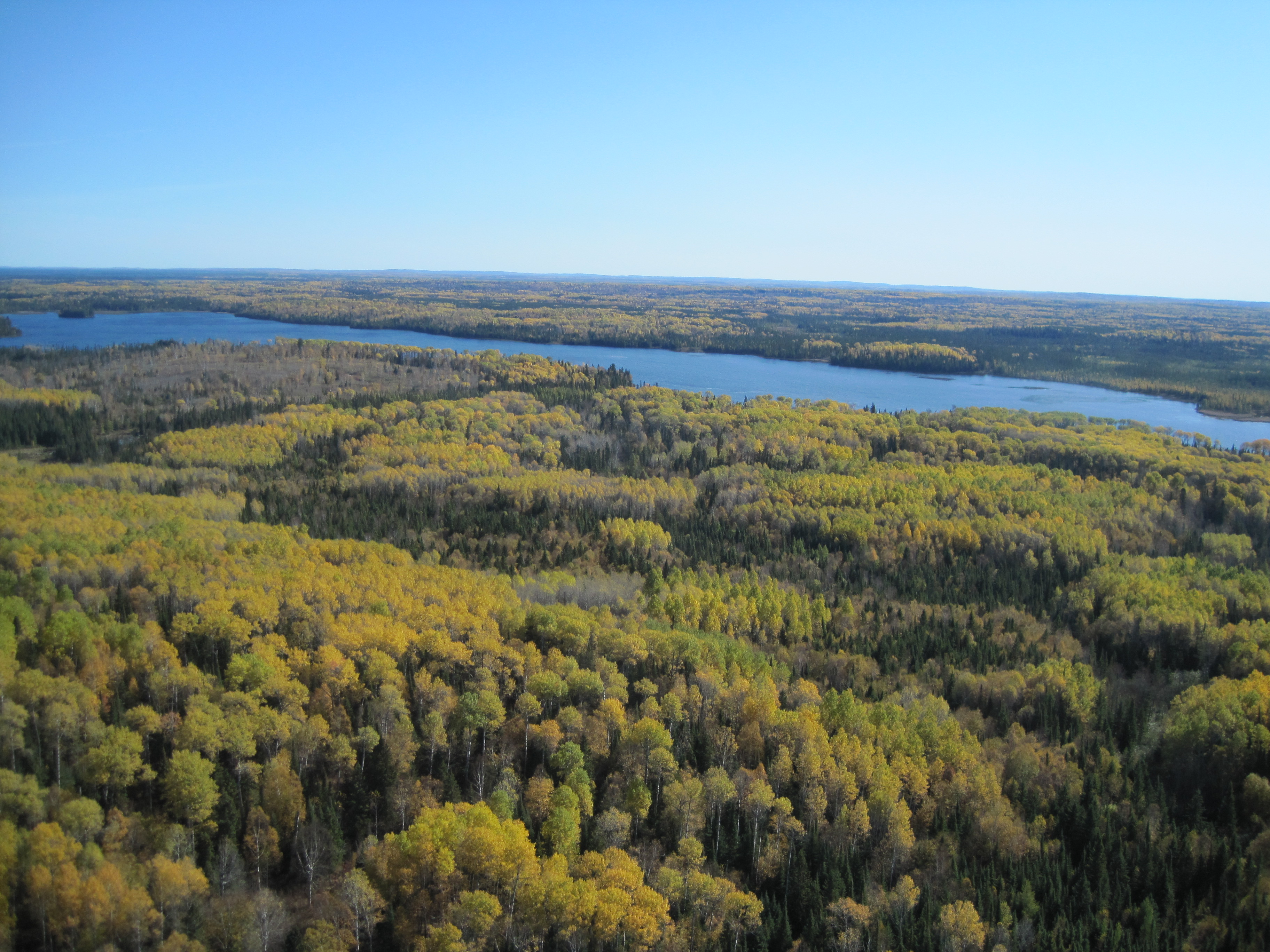 Managing forests that conserve wetlands and water quality