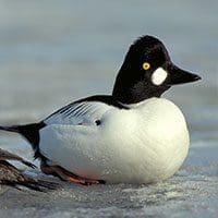 LE DON DE LA CONSERVATION