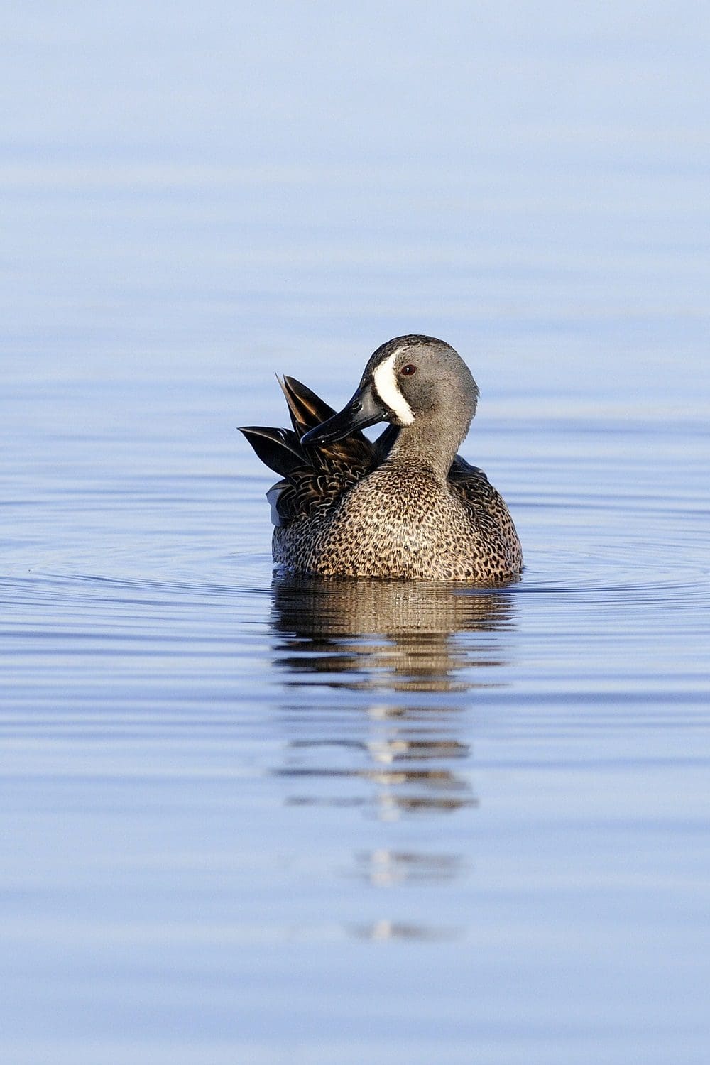 ducks teal waterfowl winged species canada unlimited know