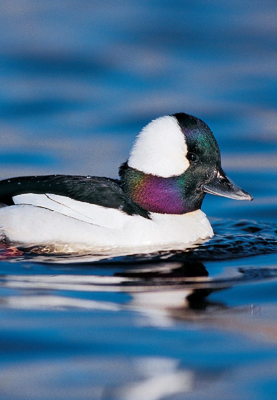 Know your waterfowl — Ducks Unlimited Canada