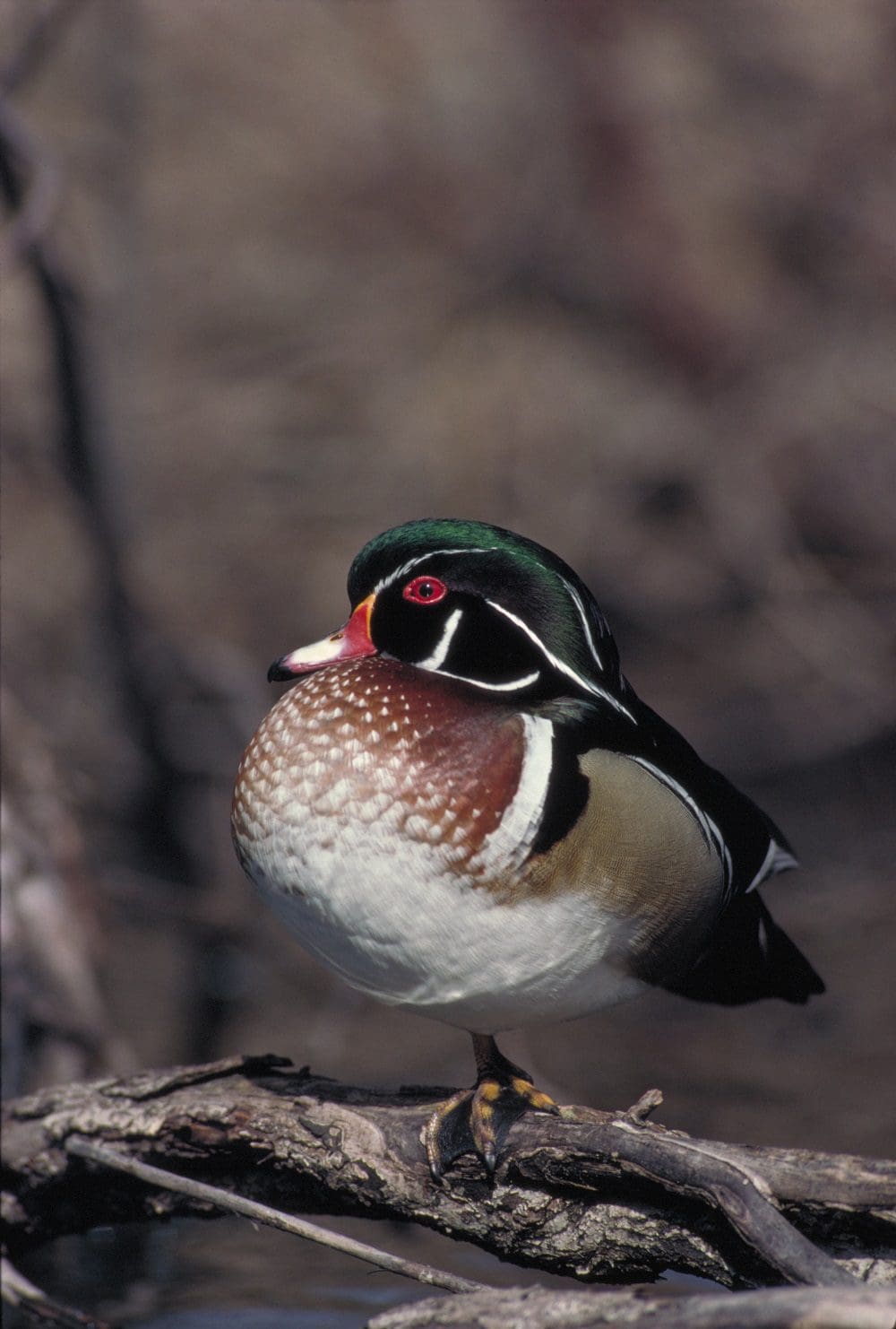 ducks duck wood waterfowl canada species unlimited know