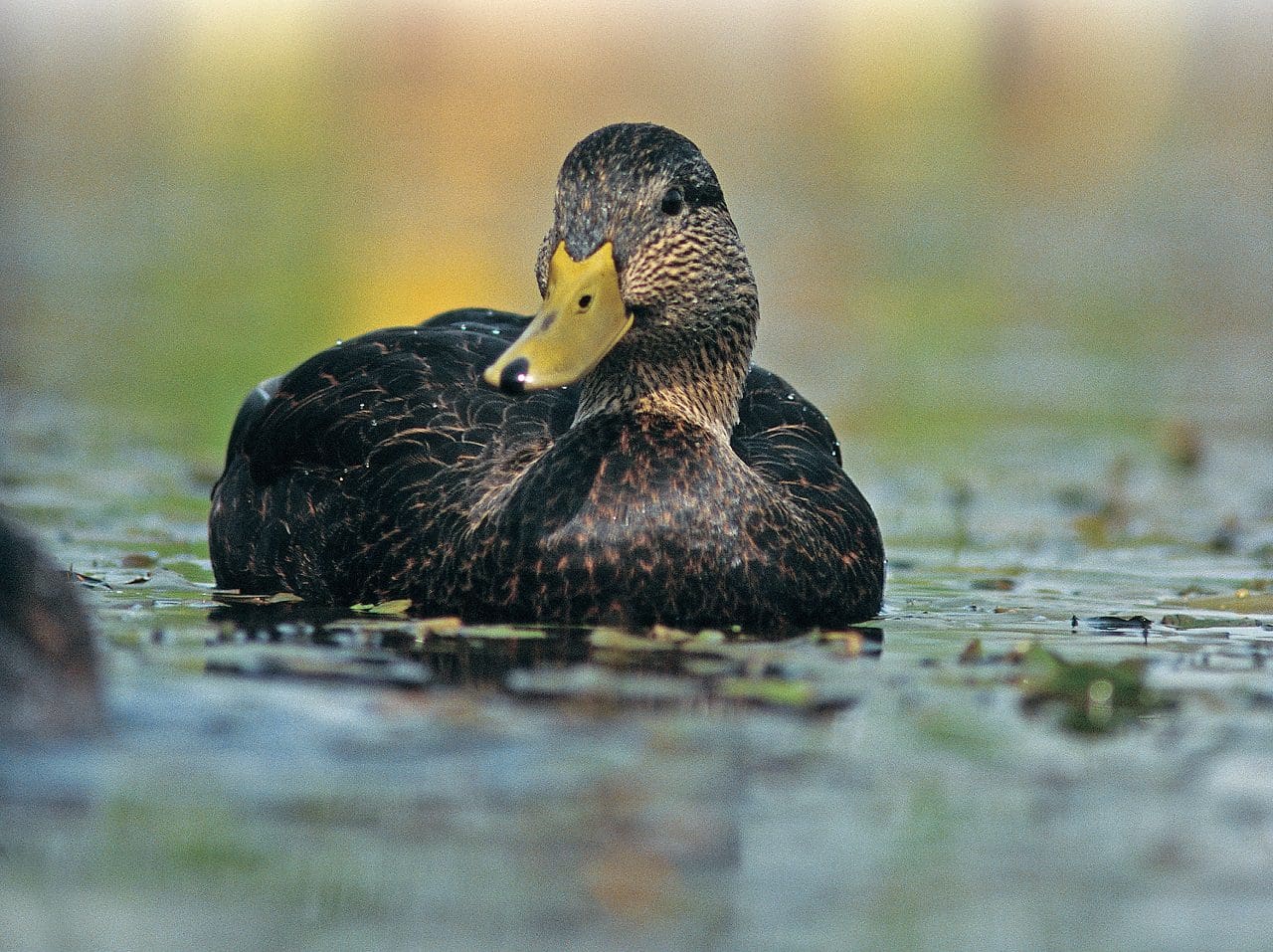American black duck — Ducks Unlimited Canada