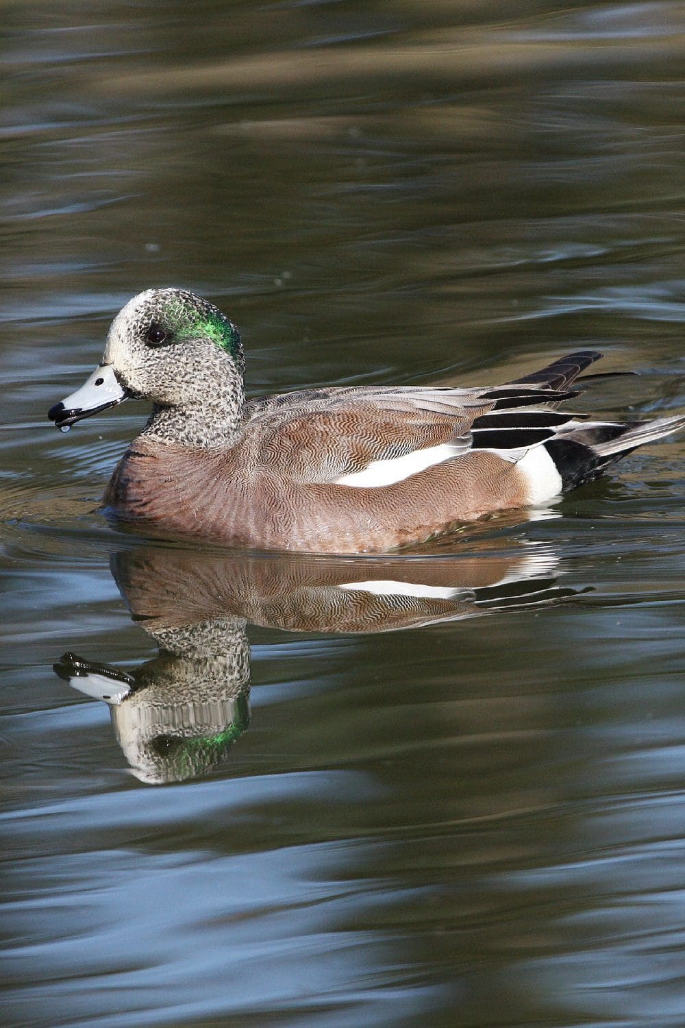 Puddle Duck Identification Chart