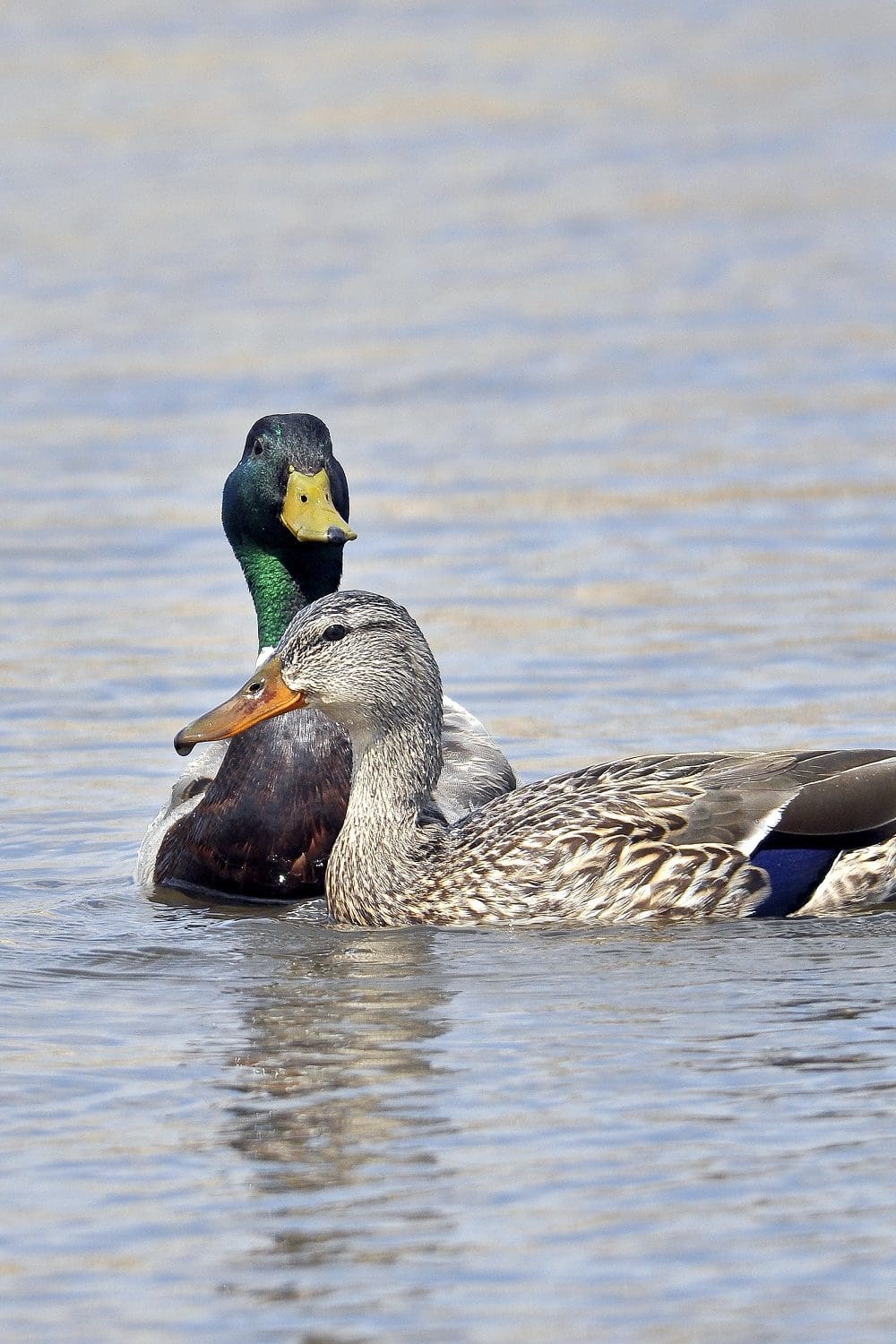 Types Of Ducks Chart