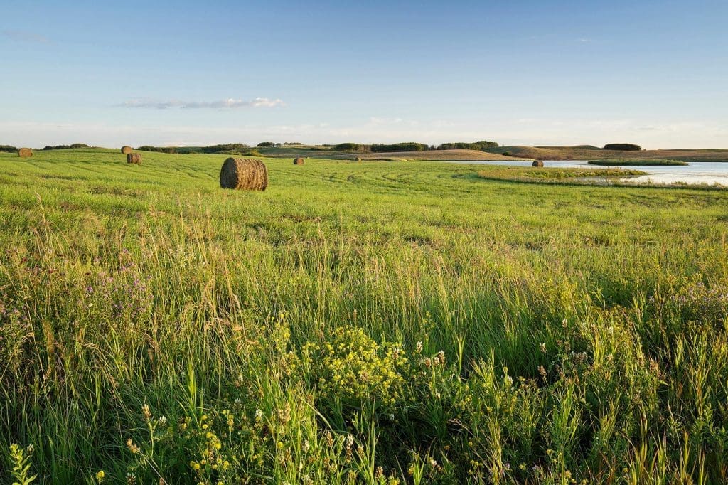Saskatchewan Hay and Grazing Tenders — Ducks Unlimited Canada