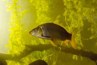 National Invasive Species Awareness Week
