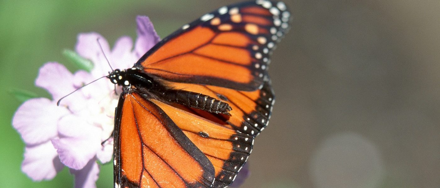 DUC Podcast Episode 19: The Monarchs of Chicago