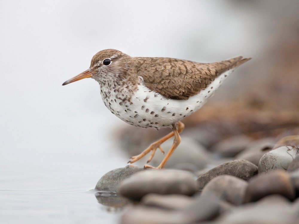 Spotted sandpiper.