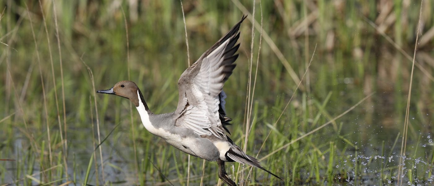 DUC Podcast Episode 1: We take flight