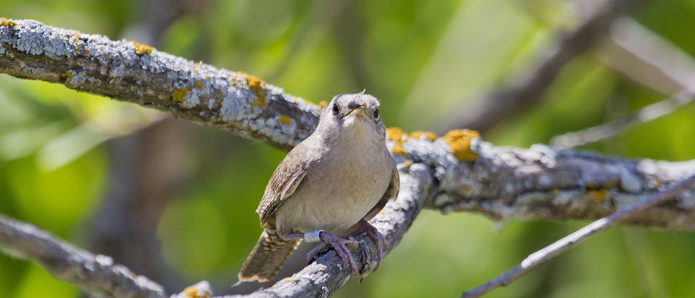 DUC Podcast Episode 4: Bling for birds and name that duck!