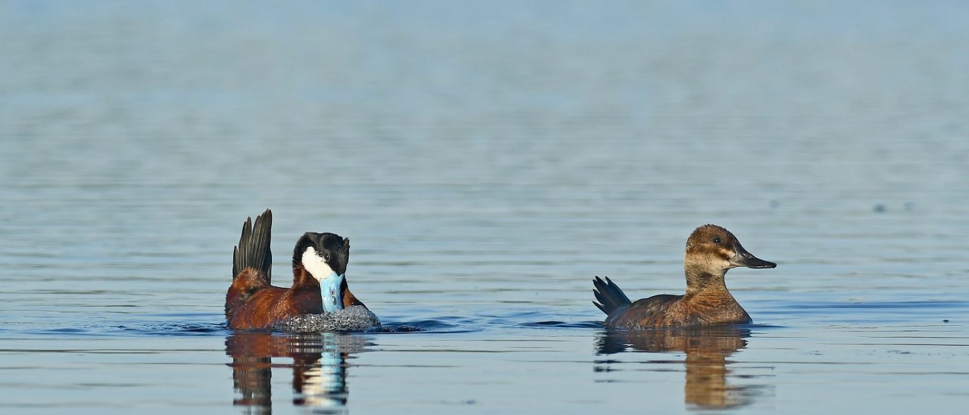 DUC Podcast Episode 9: World Wetlands Day and the curious courtships of drakes