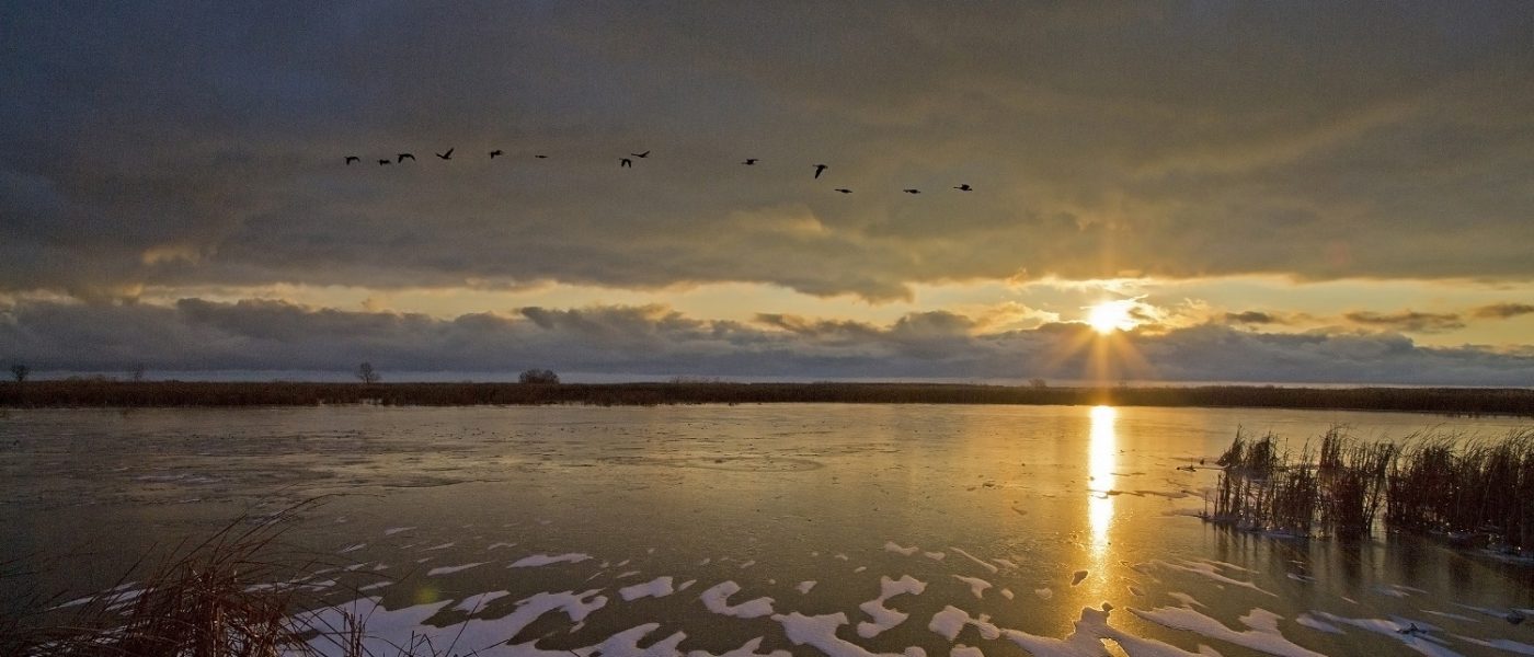 DUC Podcast Episode 7: How to freeze a frog and cook a goose