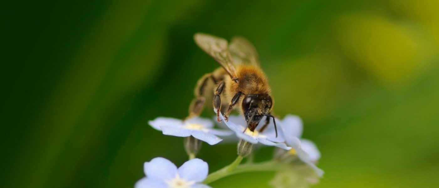 DUC Podcast Episode 16: Of Potholes and Pollinators