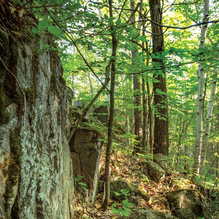 Delicate and beautiful, ancient lichen mats and moss found in the Carp Hills could be damaged or destroyed by hikers and bikers.