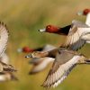 The Crossley ID Guide: Waterfowl