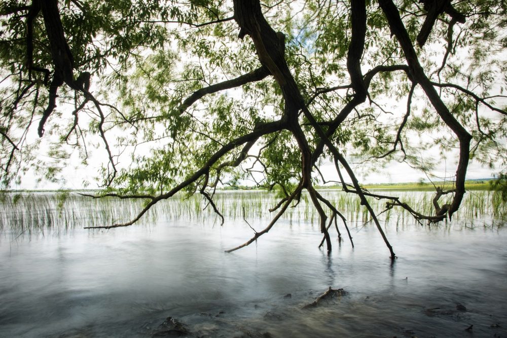 Brighton Wetland shoreline.