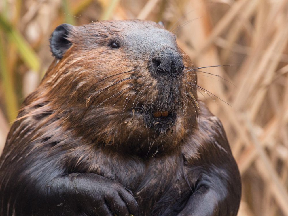 Beaver.