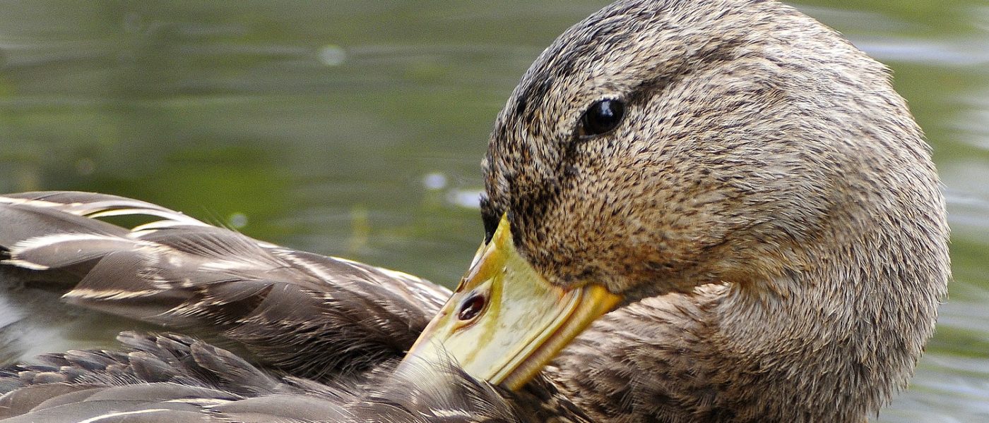 DUC Podcast Episode 12: The episode where we answer why the duck crossed the road and visit Mexico's wetlands