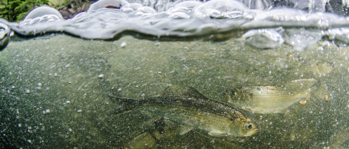 DUC Podcast Episode 2: Of fish ladders and duck eggs