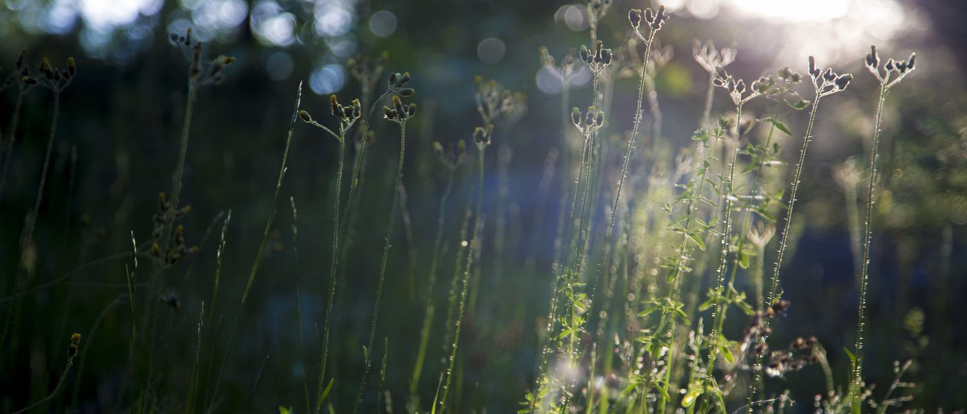 DUC Podcast Episode 17: Ecology Education, One Tune at a Time