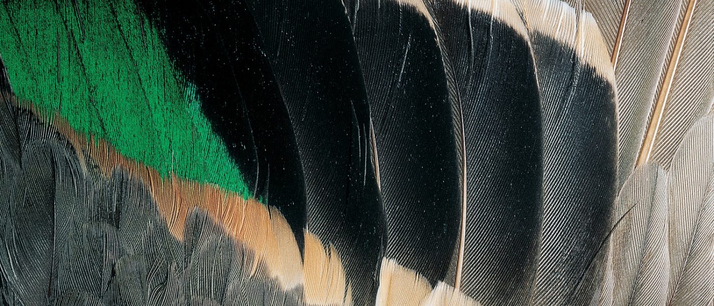 DUC Podcast Episode 3: Duck feathers and drones