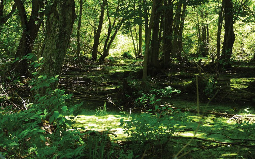 LaSalle Marsh provides exceptionally productive habitat on Big Sandy Bay.