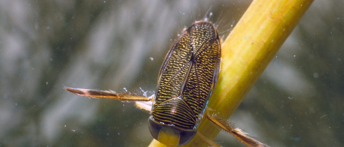 DUC Podcast Episode 18: It's Raining Water Boatmen