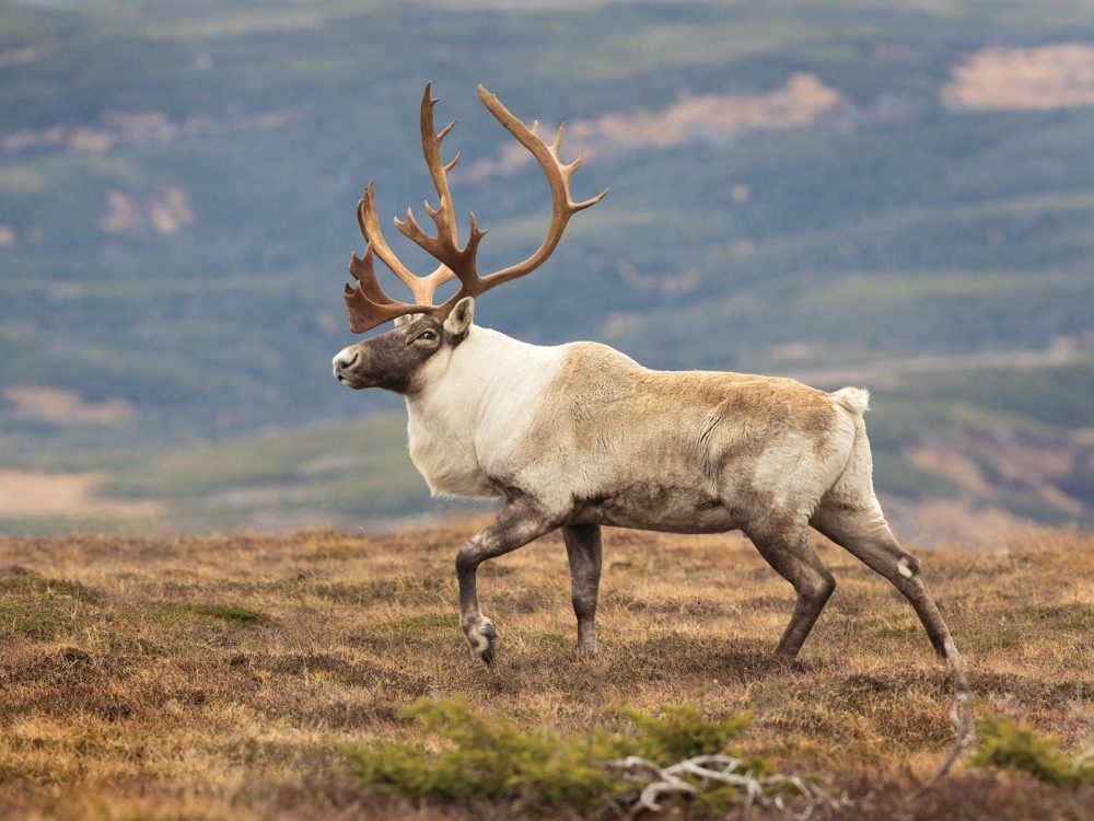 Woodland caribou.