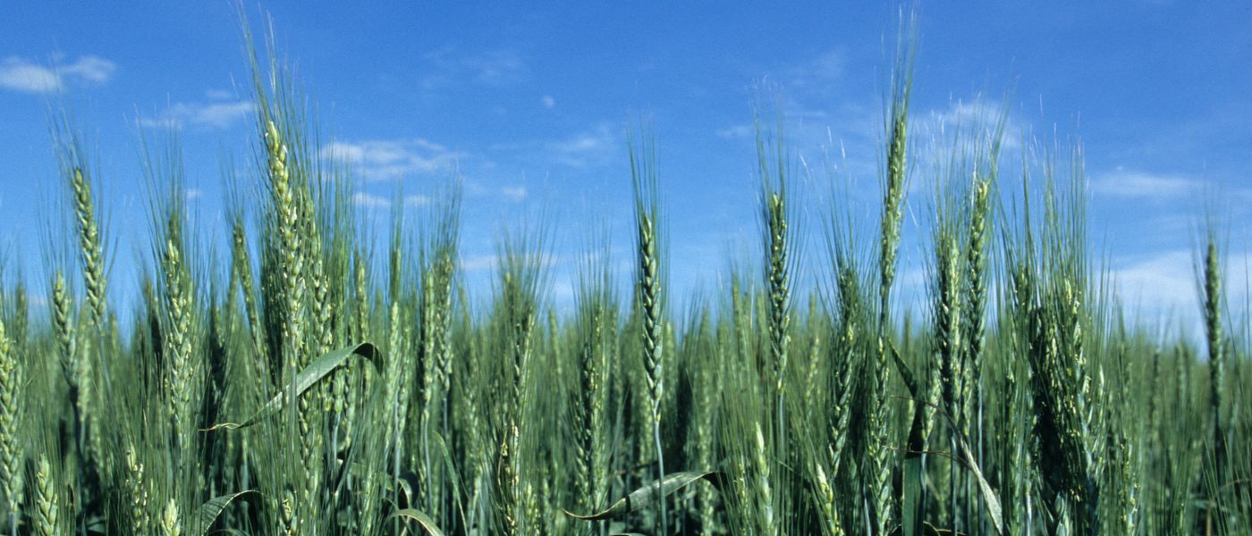DUC Podcast Episode 10: Of wheat and peat