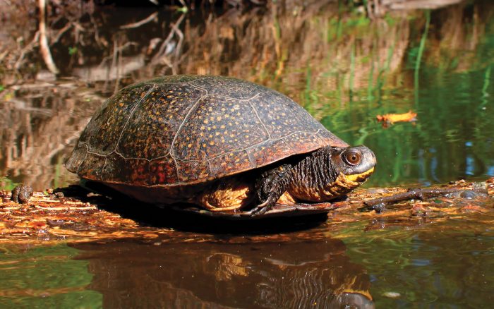 Species at risk, like the Blanding’s turtle, are among the wildlife found here.