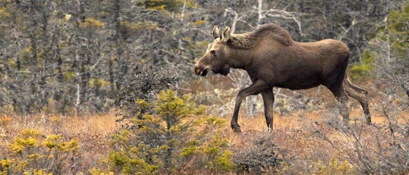 DUC Podcast Episode 8: The zen of wildlife photography
