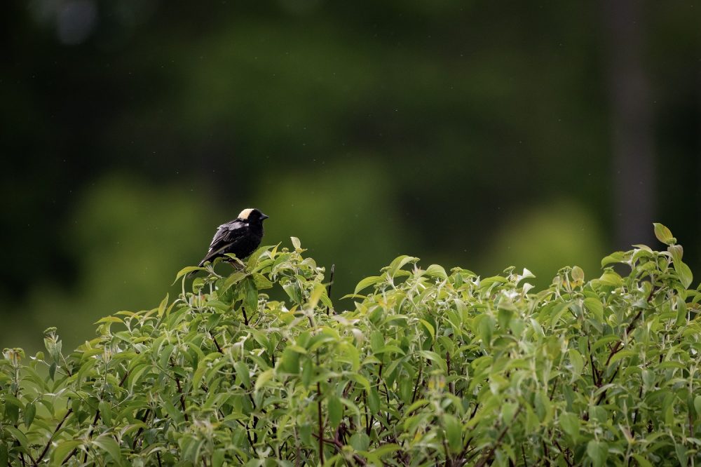 Bobolink, a species at risk.