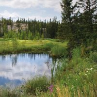 National Forest Week