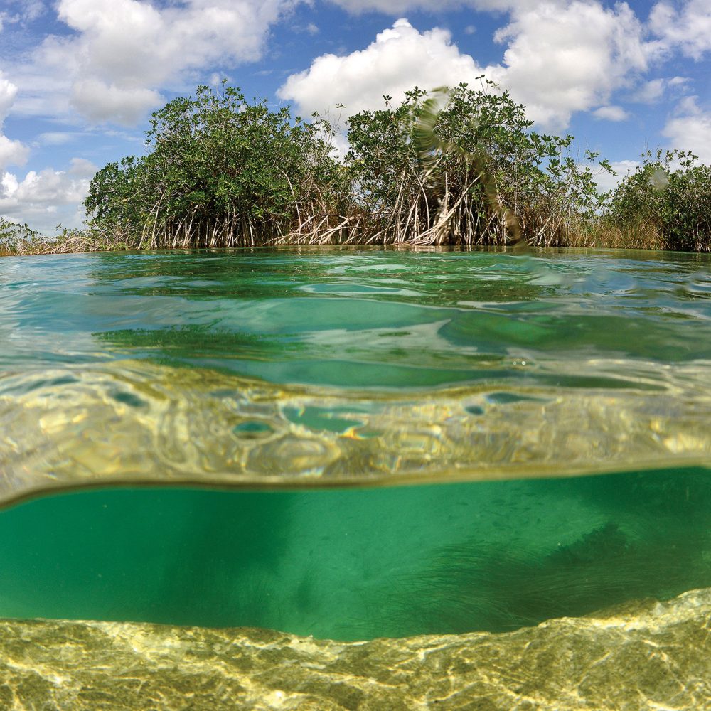 The deep, complex root systems of mangrove trees and shrubs anchor swamps full of rich, organic matter that produce food for ducks and other wildlife.