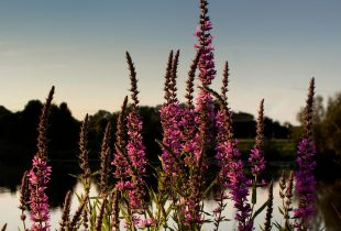 DUC’s fight against invasive species