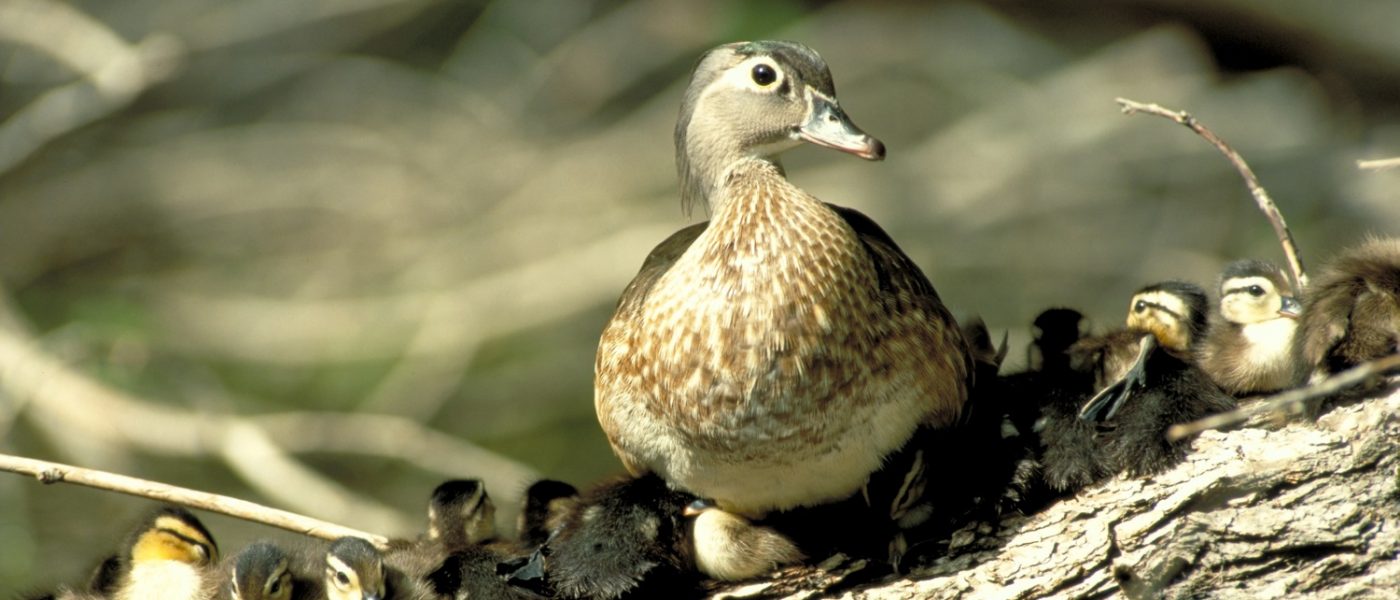 DUC Podcast Episode 14: We're not kidding around