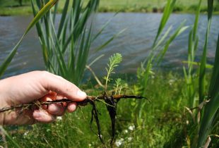 Decisive action removes invasive aquatic plant, parrotfeather, in eastern Ontario