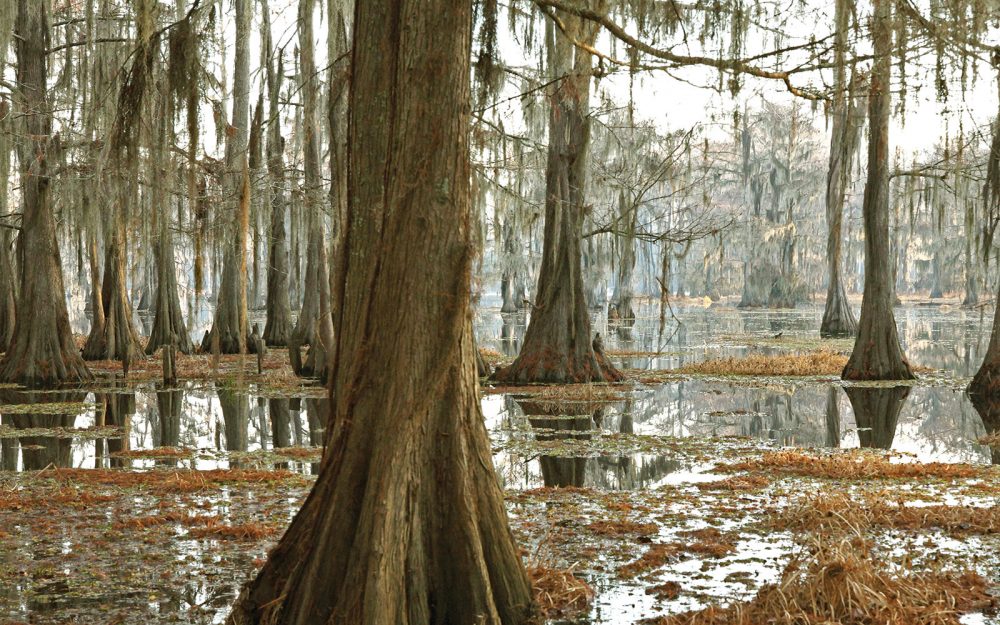 Hauntingly beautiful, bottomland forested wetlands like this cypress swamp in the Mississippi Alluvial Valley offer critical food and shelter for wood ducks and mallards, as well as a host of ecological functions important to people, including recreation and flood control.