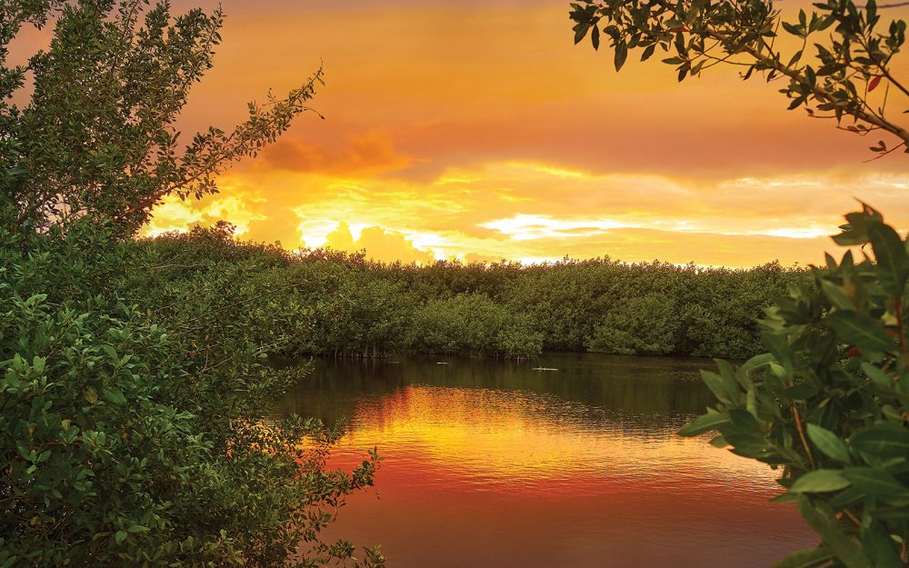 Up to 20 per cent of North America’s migrating waterfowl rely on Mexico’s mangrove swamps and other habitats during the winter months.