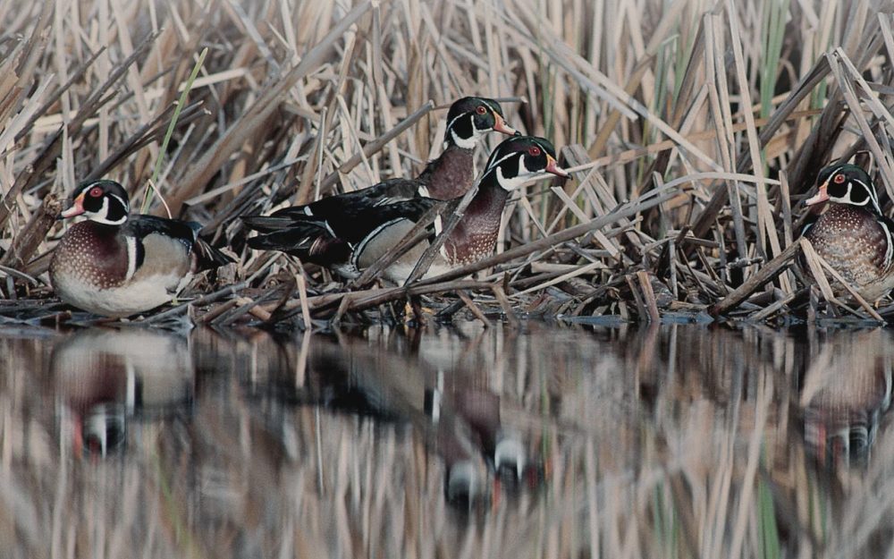 Miner’s Marsh
