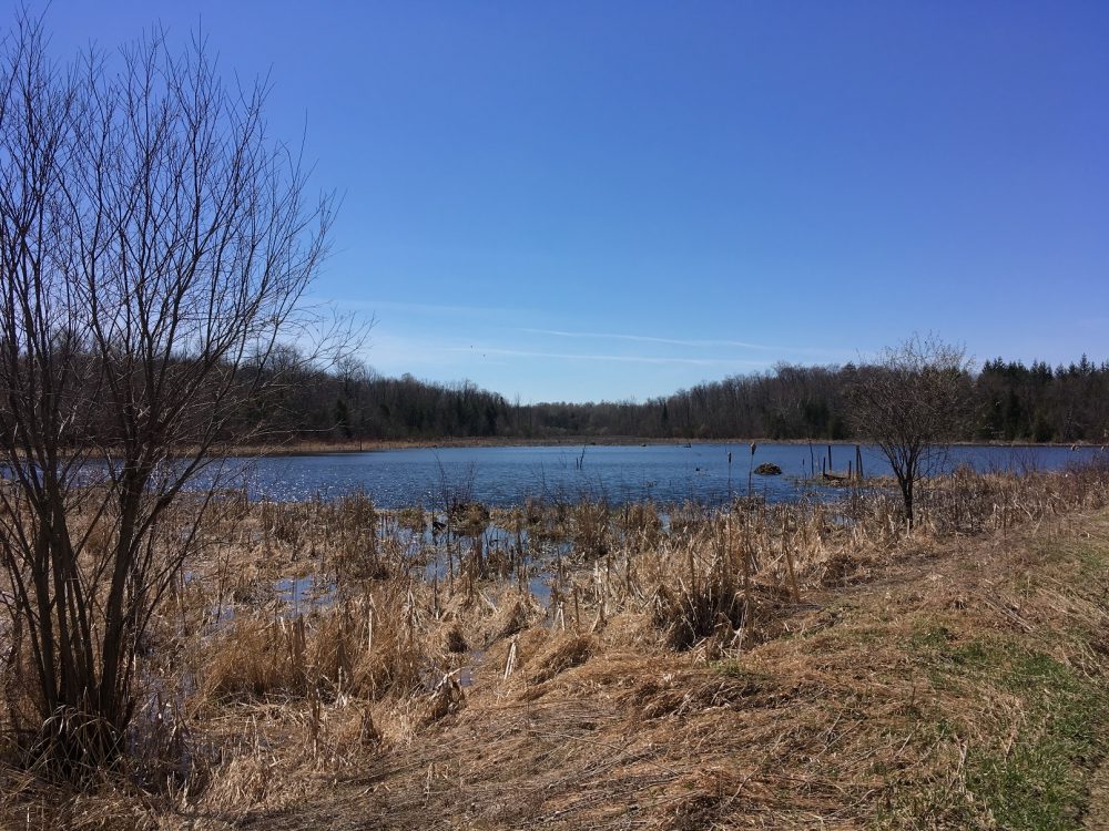 Scugog Island Marsh.