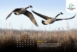 2019 Desktop Calendar Downloads