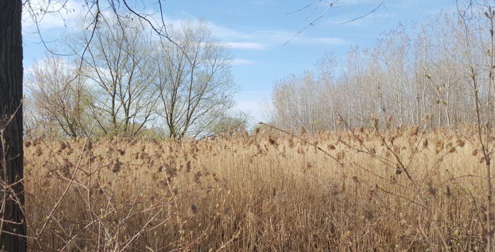 Buchanan Marsh prior to habitat restoration.