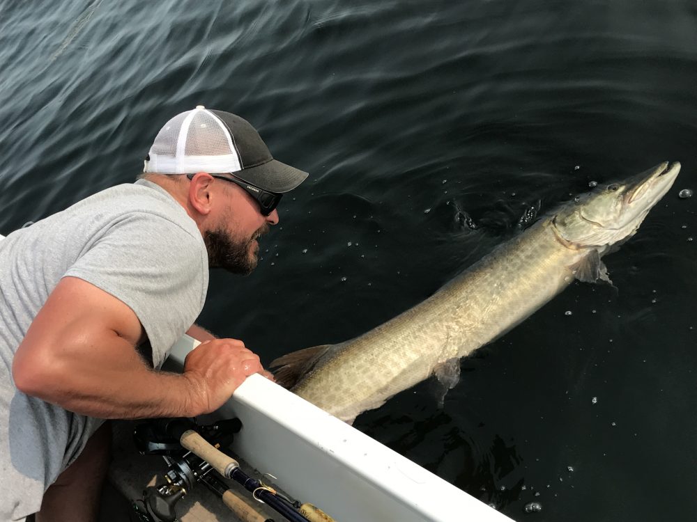 Pete Bostelmann releases a 49 inch muskie.