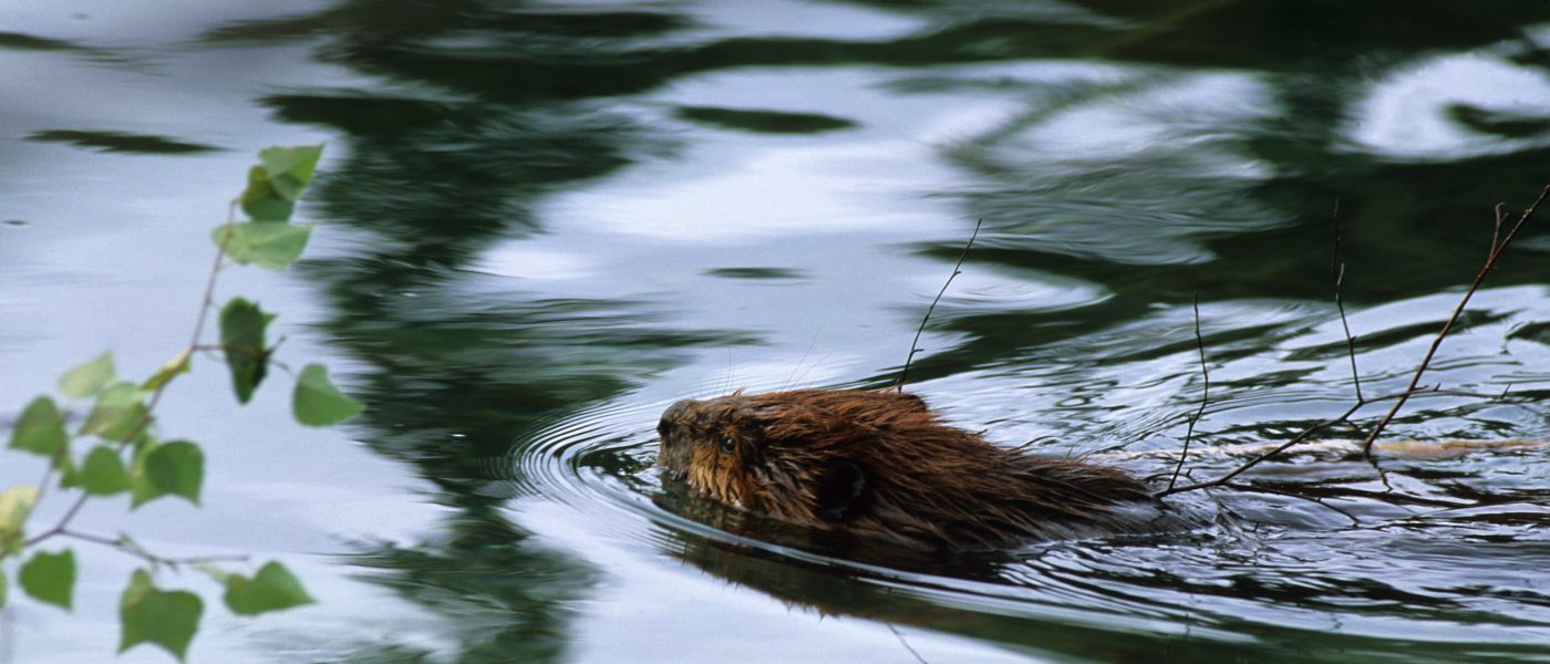 DUC Podcast Episode 20: The Beaver Relationship—It’s Complicated